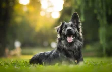 Senacka komisja rozważy obywatelskie petycje uciszające psy