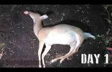 Proces naturalnego rozkładu zwłok sarny. Trwa zakedwie 5 dni