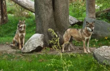Polska nie bierze pieniędzy z UE na ochronę przed wilkami