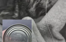 Niemiecka karma dla kotów sprzedawana w Polsce przyczyną zgonów zwierząt?