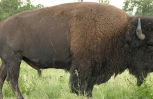 Konserwator przyrody w Kielcach kazał zastrzelić słynnego bizona. Myśliwi...
