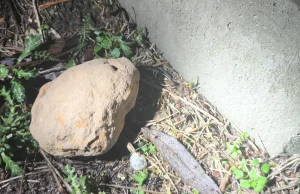 W lęborskiej fabryce frytek wśród ziemniaków znaleziono...granat.