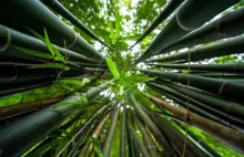 Bambusy zakwitną pierwszy raz od 120 lat. To może być katastrofa