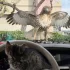Kotek prawie zjedzony przez orła.