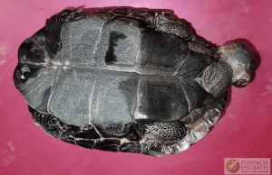 Lublin: Żółw w plastikowej misce znaleziony na jednym z osiedli. Ktoś go wyrzuci