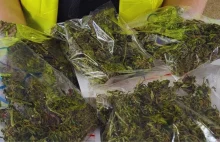Włocławek: 52-latek zatrzymany za 900 gramów marihuany