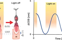 Technika f-ORG wykryje najmniejsze zmiany w ludzkich fotoreceptorach