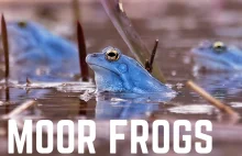 Niebieskie gody żaby moczarowej | Nagranie binauralne 1h