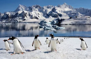 Dziś Międzynarodowy Dzień Pingwina. Czemu połykają kamienie? I inne ciekawostki