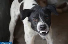 Agresywne psy atakowały cielęta na prywatnej posesji