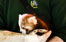 Niezwykłe narodziny w poznańskim zoo