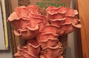 Moja mała domowa uprawa grzybów