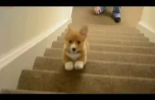 PIESKI SCHODZĄ ZE SCHODÓW PO RAZ PIERWSZY