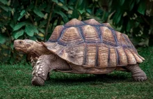 Doradca dyrektora Oregons Health Authority identyfikuje się jako żółw. [Eng]