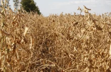 USDA: Zakaz uprawy roślin GMO na Ukrainie nieskuteczny