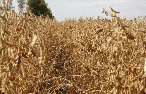 USDA: Zakaz uprawy roślin GMO na Ukrainie nieskuteczny