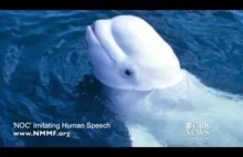 Białuga naśladuje ludzką mowę