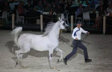 Słaby wynik Pride of Poland 2024. "W osiem lat stadniny wyczyszczone z gwiazd"