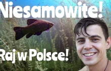 Ryby i czyste wody są w Polsce! - YouTube