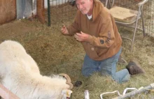 81 latek skazany za próbę stworzenia super owcy.