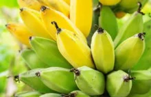 Czy uda się ocalić banany?