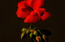 Pelargonia Rabatowa - Pelargonium Hortorum / Fotografujemy Przyrodę