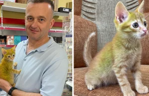 Białoruś: Mężczyzna znalazł nietypowego kota. Jest zielony xD