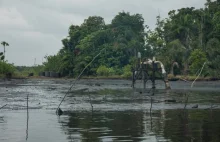 Katastrofa ekologiczna w Nigerii. Lasy pokrywa warstwa ropy