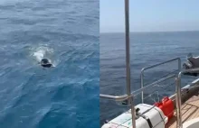 Marokańczyk płynął do Europy na dmuchanym kole i w płetwach