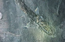 Odcisk prehistorycznej ryby znaleziony w kopalni KGHM