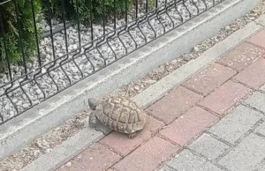 Niecodzienna interwencja. Po ulicy wędrował żółw uciekinier