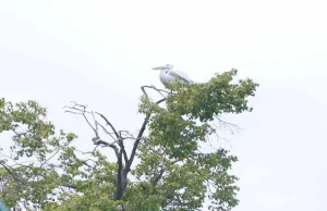 Zoo w Opolu. Uciekł pelikan. "Ptak jak zgłodnieje to wróci"