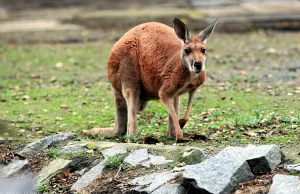 Kangury zadomowiły się w Tatrach. Uciekinierzy przetrwali zimę