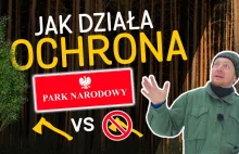 Czy można wycinać drzewa w Polskich Parkach Narodowych? - Jak to działa?