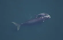 Wieloryby Biskajskie — Strażnicy Morskiej Równowagi