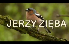 Gorszego chłamu dziś nie usłyszycie.