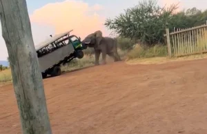 Koszmar na safari w RPA. Modlili się o litość