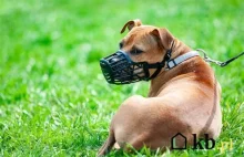 Apel ostrołęciej policji do właścicieli psów