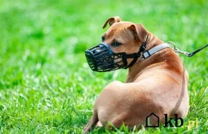 Apel ostrołęciej policji do właścicieli psów