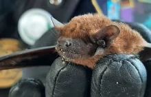 Wścieklizna w Poznaniu. Winny martwy nietoperz. Wiemy jakie obszary w mieście ob