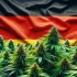 Rząd Niemiec osiągnął porozumienie. Legalizacja marihuany już od 1 kwietnia