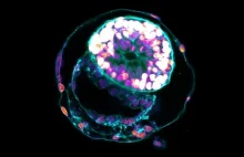 Kopia ludzkiego embrionu stworzona bez jajeczka i spermy