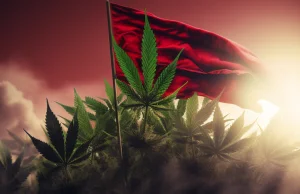 Albania legalizuję uprawę konopi do celów medycznych