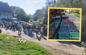 11 ton śliwek sprzedanych w kilka godzin. Internauci uratowali rolnika.