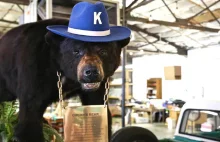 Absurdalna historia o niedźwiedziu, który zjadł ponad 30 kilogramów kokainy