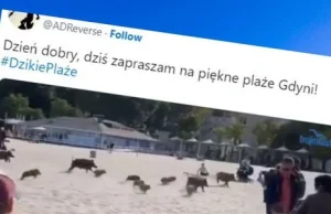 Rozpędzone stado dzików w Gdyni. Plażowicze uciekali w popłochu