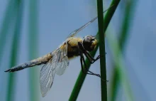Ważka Czteroplama - Libellula Quadrimaculata / Fotografujemy Przyrodę