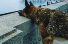 Nie żyje pies Mukhtar. 12 lat czekał w jednym miejscu