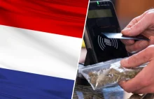 Legalna marihuana w Holandii. Zioło możesz kupić już za 6 euro