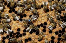 Hiszpania: Okupas zajeli jej dom pod jej nieobecność i wymienili zamki